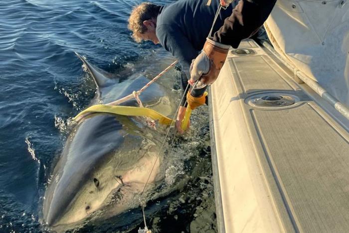 Учёные в США обнаружили акулу-людоеда рекордных размеров