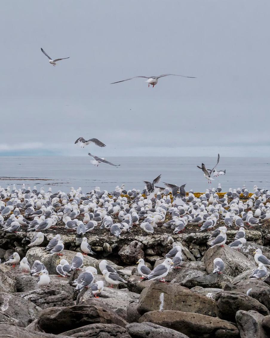 Американский подполковник Фриц предложил выкупить у России Командорские острова