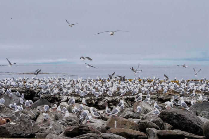 Американский подполковник Фриц предложил выкупить у России Командорские острова