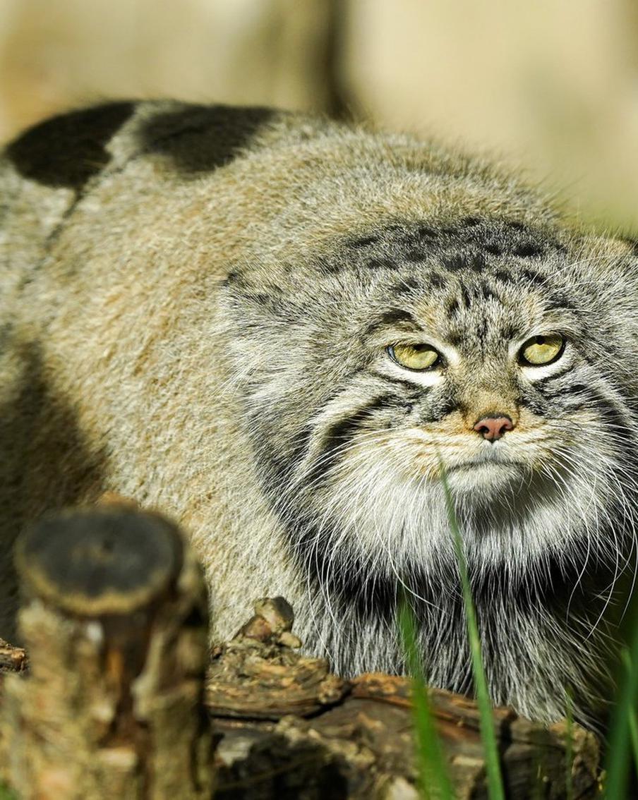 Наталья Сергунина назвала топ-10 самых популярных онлайн-трансляций из Московского зоопарка