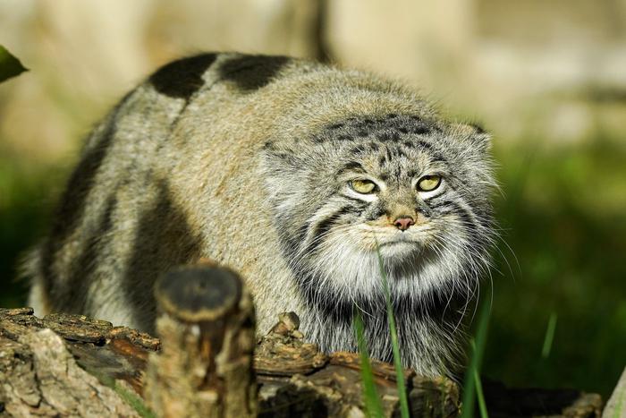 Наталья Сергунина назвала топ-10 самых популярных онлайн-трансляций из Московского зоопарка