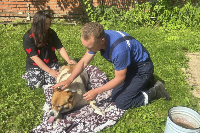Слепую собаку, упавшую в подвал частного дома, вызволили подмосковные спасатели