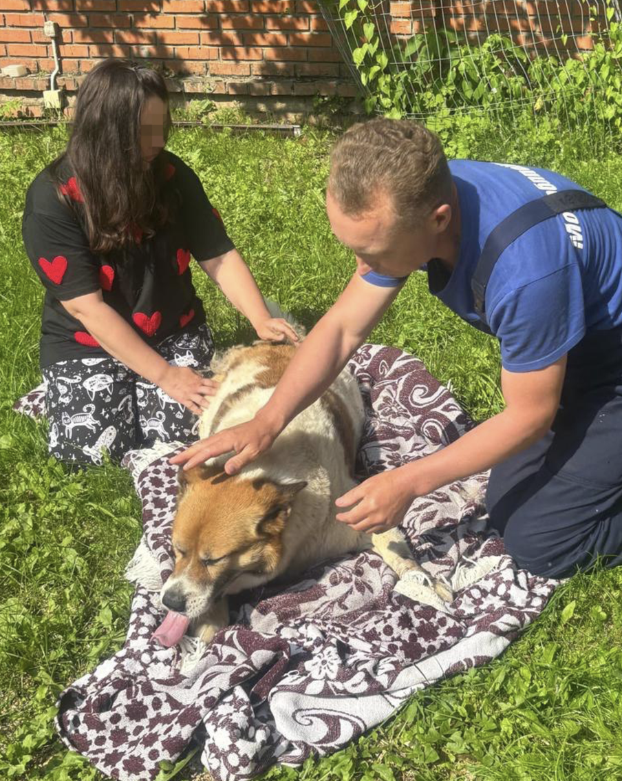 Слепую собаку, упавшую в подвал частного дома, вызволили подмосковные спасатели