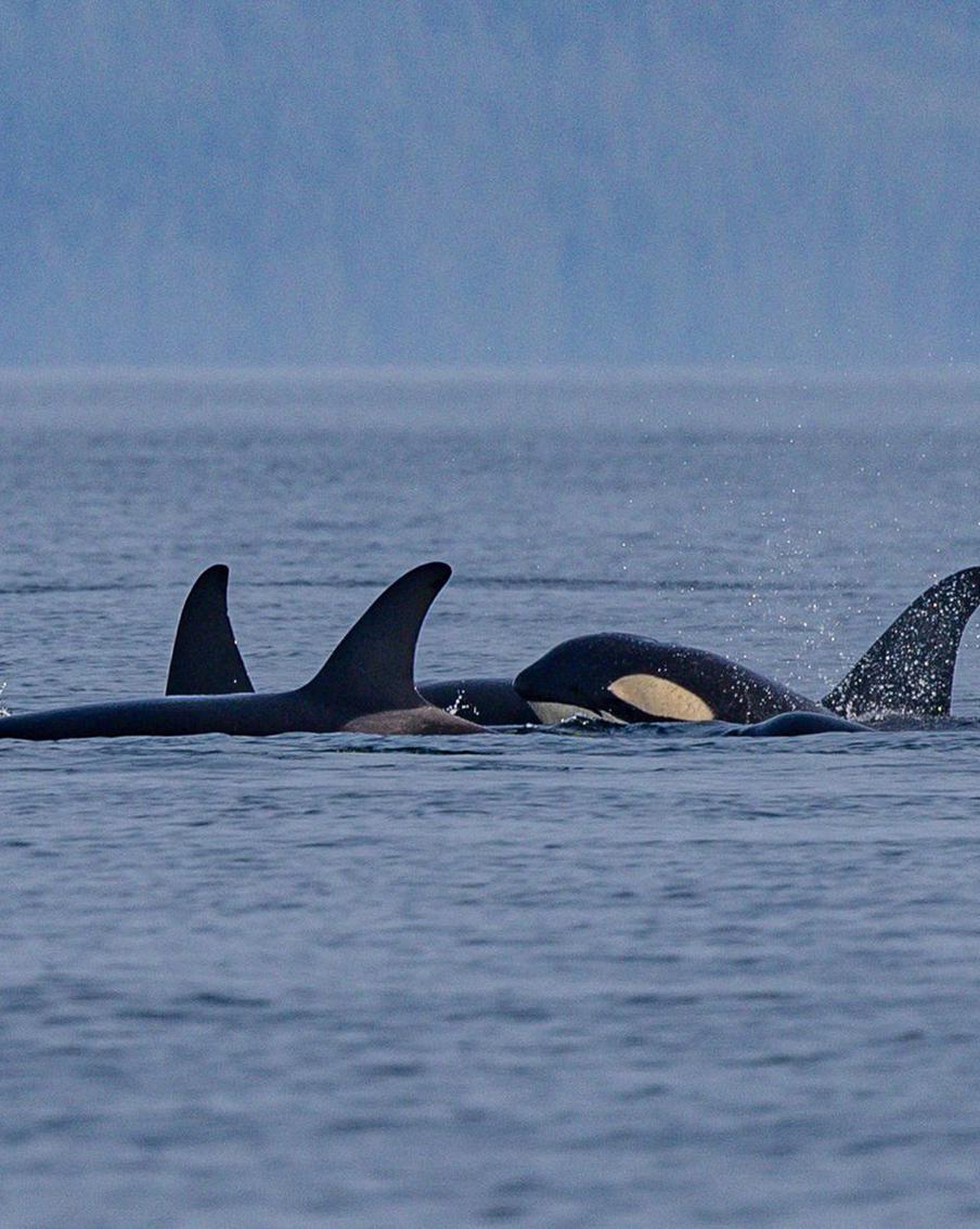 Молодые косатки отрабатывают охоту на сородичах
