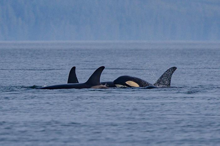 Молодые косатки отрабатывают охоту на сородичах