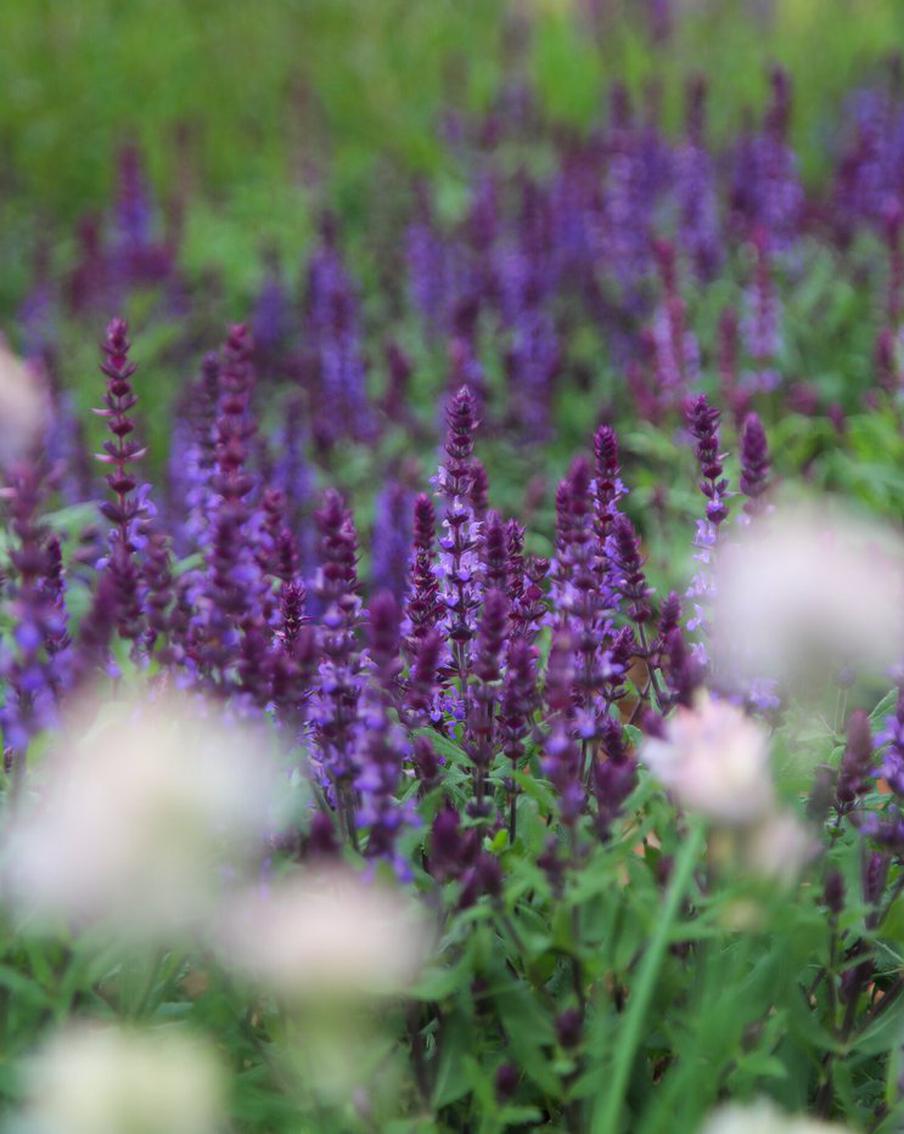 Аллергики, будьте начеку: в московском воздухе увеличена концентрация пыльцы полыни