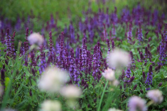 Аллергики, будьте начеку: в московском воздухе увеличена концентрация пыльцы полыни