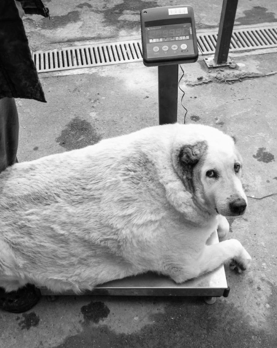 Умерла "самая толстая собака России" – нижегородский пёс Кругетс