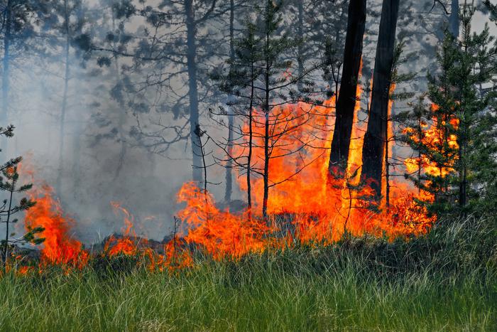 Лесопожарные службы потушили 66 лесных пожаров в 20 регионах России за сутки