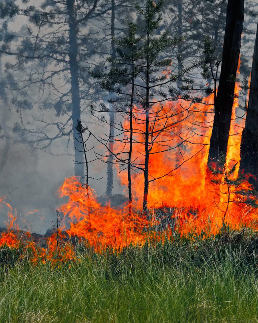Лесопожарные службы потушили 66 лесных пожаров в 20 регионах России за сутки