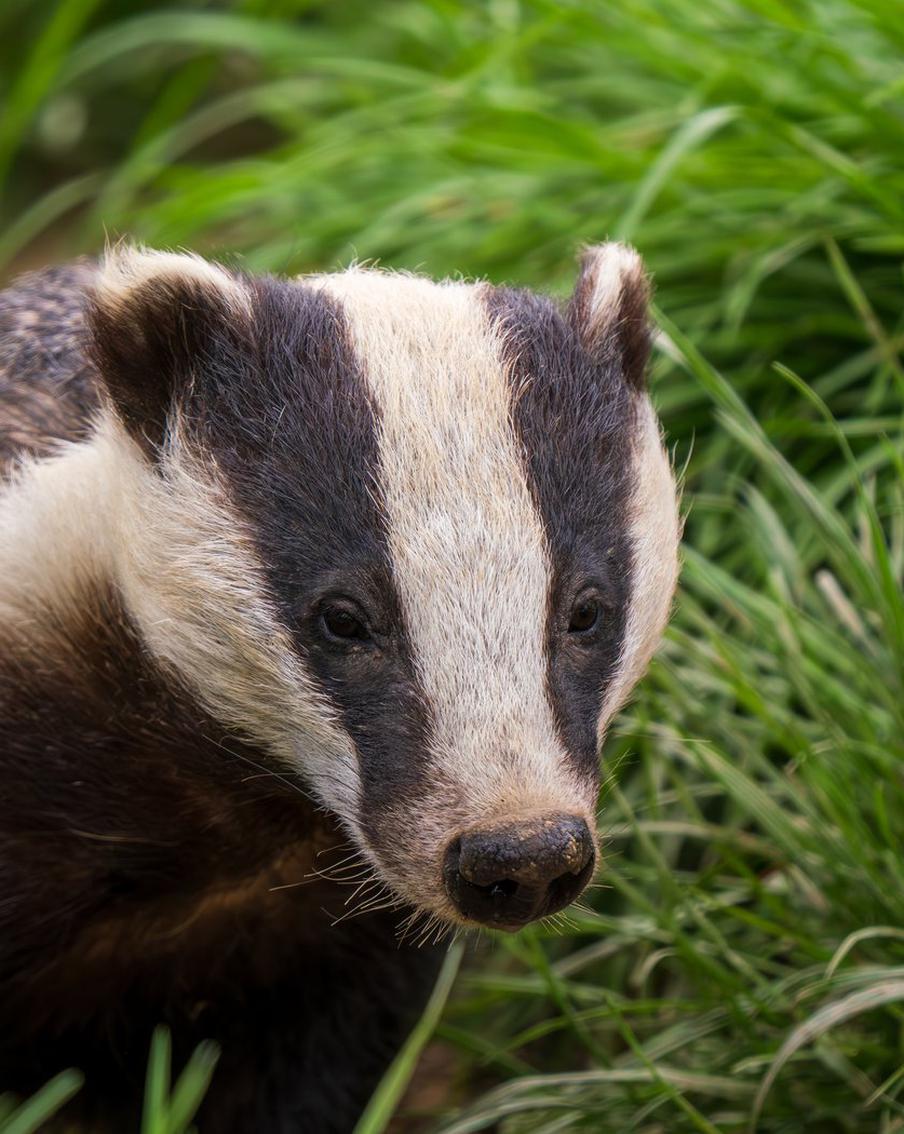 В Британии фермеры и учёные приступили к вакцинации &nbsp;барсуков от туберкулёза