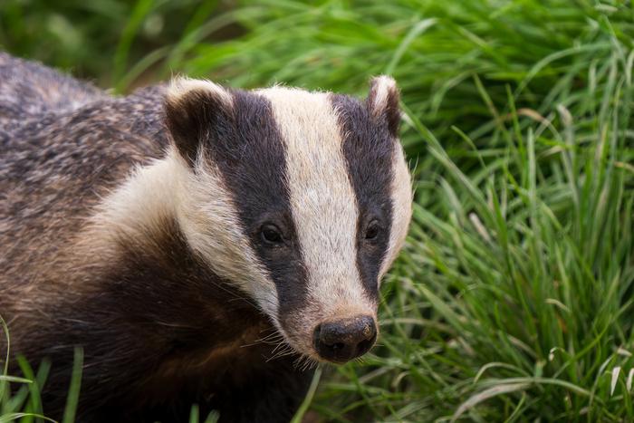 В Британии фермеры и учёные приступили к вакцинации &nbsp;барсуков от туберкулёза