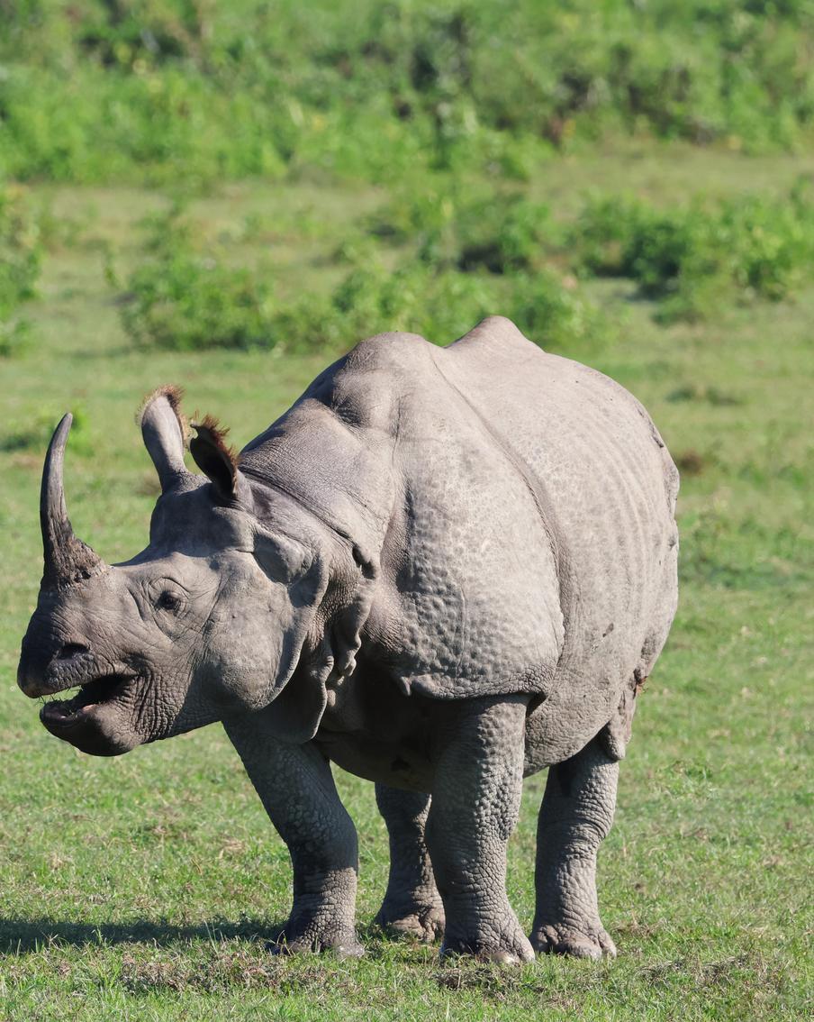 Учёные из ЮАР нашли новый способ борьбы с убийством носорогов