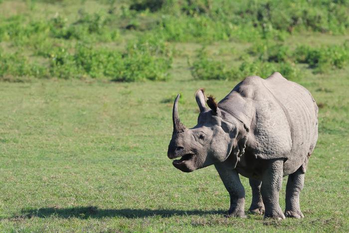 Учёные из ЮАР нашли новый способ борьбы с убийством носорогов