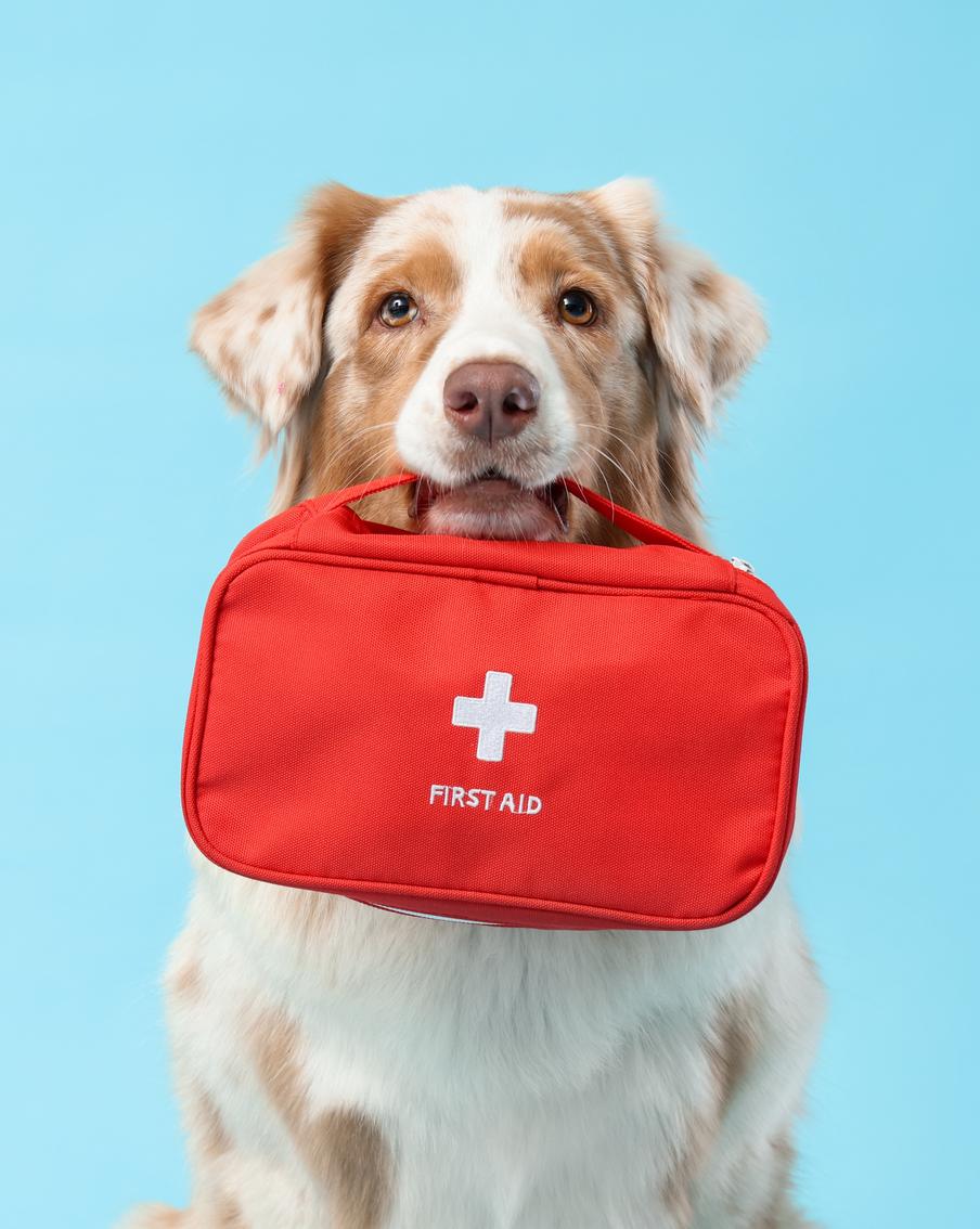 Первая помощь питомцу: что должно быть в аптечке каждого собаковода