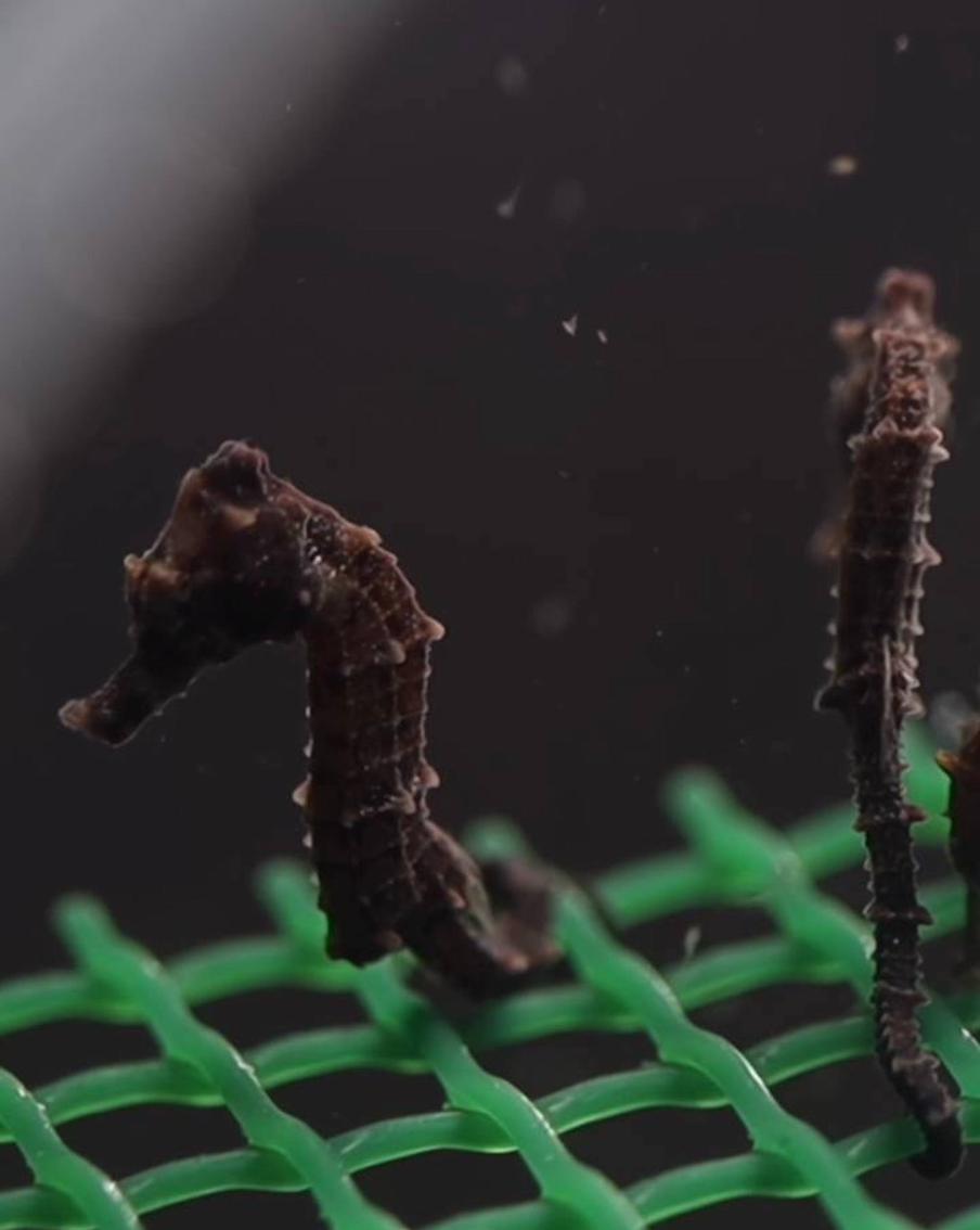 Морские коньки вида Hippocampus reidi