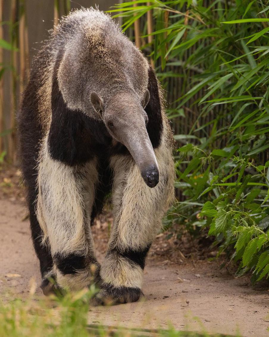 Учёные: млекопитающие 12 раз эволюционировали в муравьедов