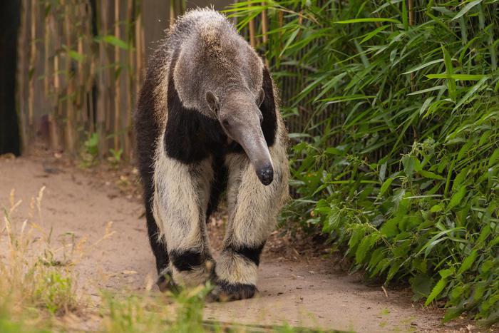Учёные: млекопитающие 12 раз эволюционировали в муравьедов