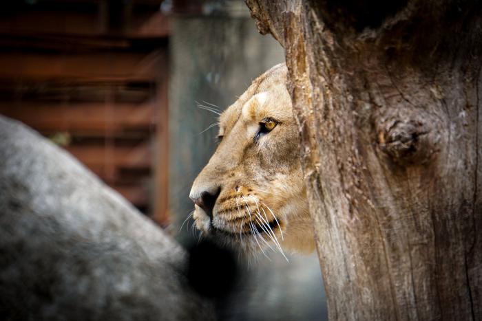 Зоопарк в Дании предлагает отдать домашних животных хищникам на корм