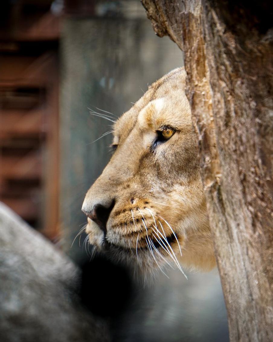 Зоопарк в Дании предлагает отдать домашних животных хищникам на корм