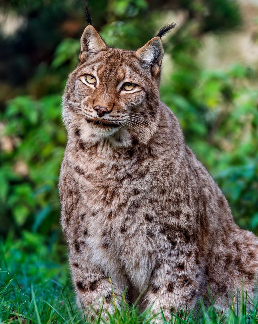 Рыси могут снова обосноваться в британском графстве Нортамберленд