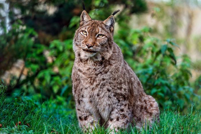 Рыси могут снова обосноваться в британском графстве Нортамберленд