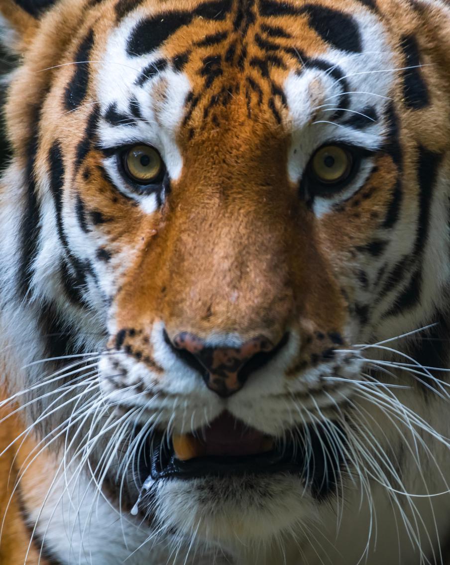 В Лейпцигском зоопарке усыпили трёх амурских тигрят