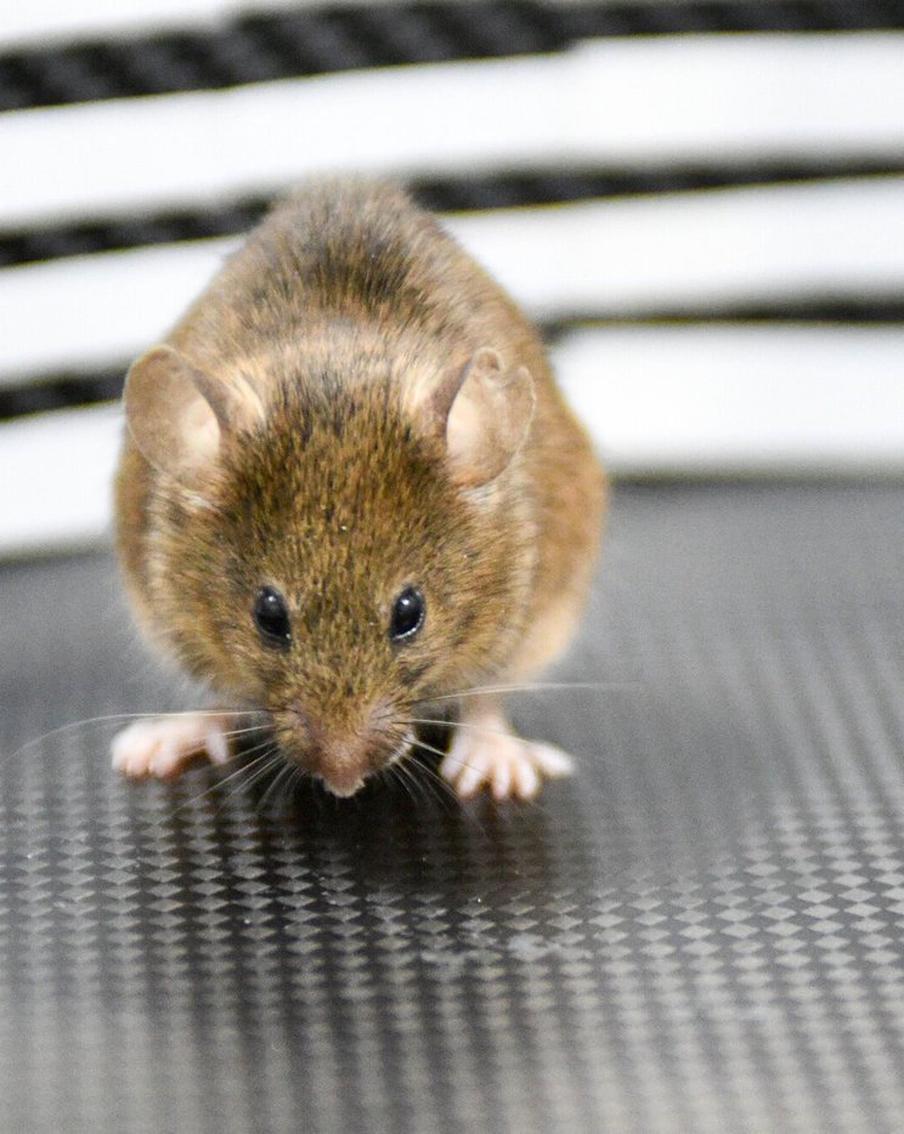 Гарвардские учёные сообщили о революционном средстве против  болезни Альцгеймера