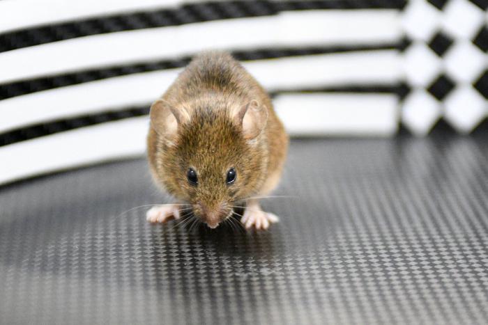 Гарвардские учёные сообщили о революционном средстве против  болезни Альцгеймера