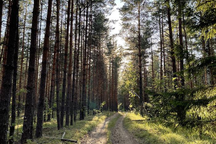 Председатель Комлесхоза посетил лесопожарные станции на севере Подмосковья