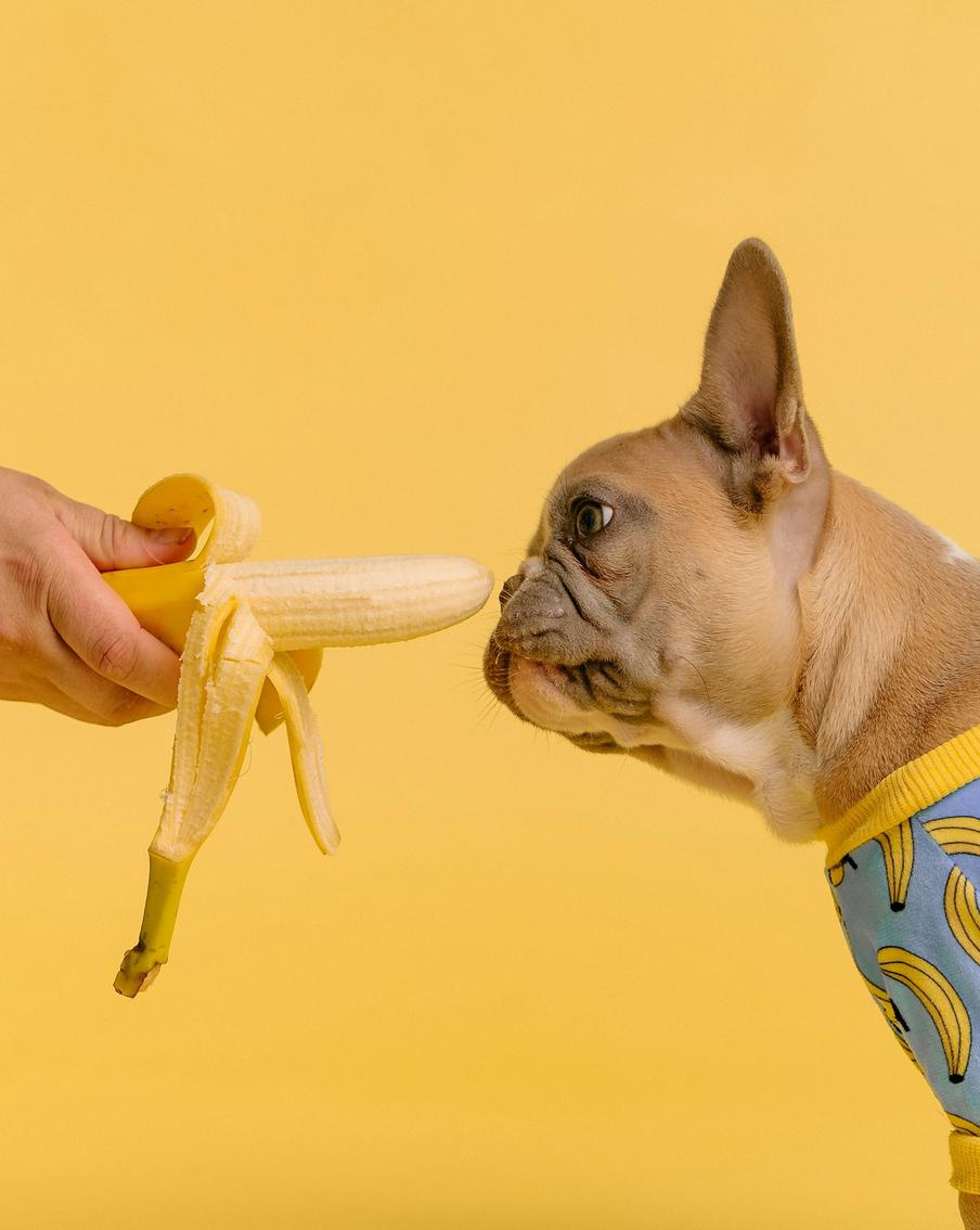 Овощи и фрукты для собак: что можно, что нельзя и как правильно угощать