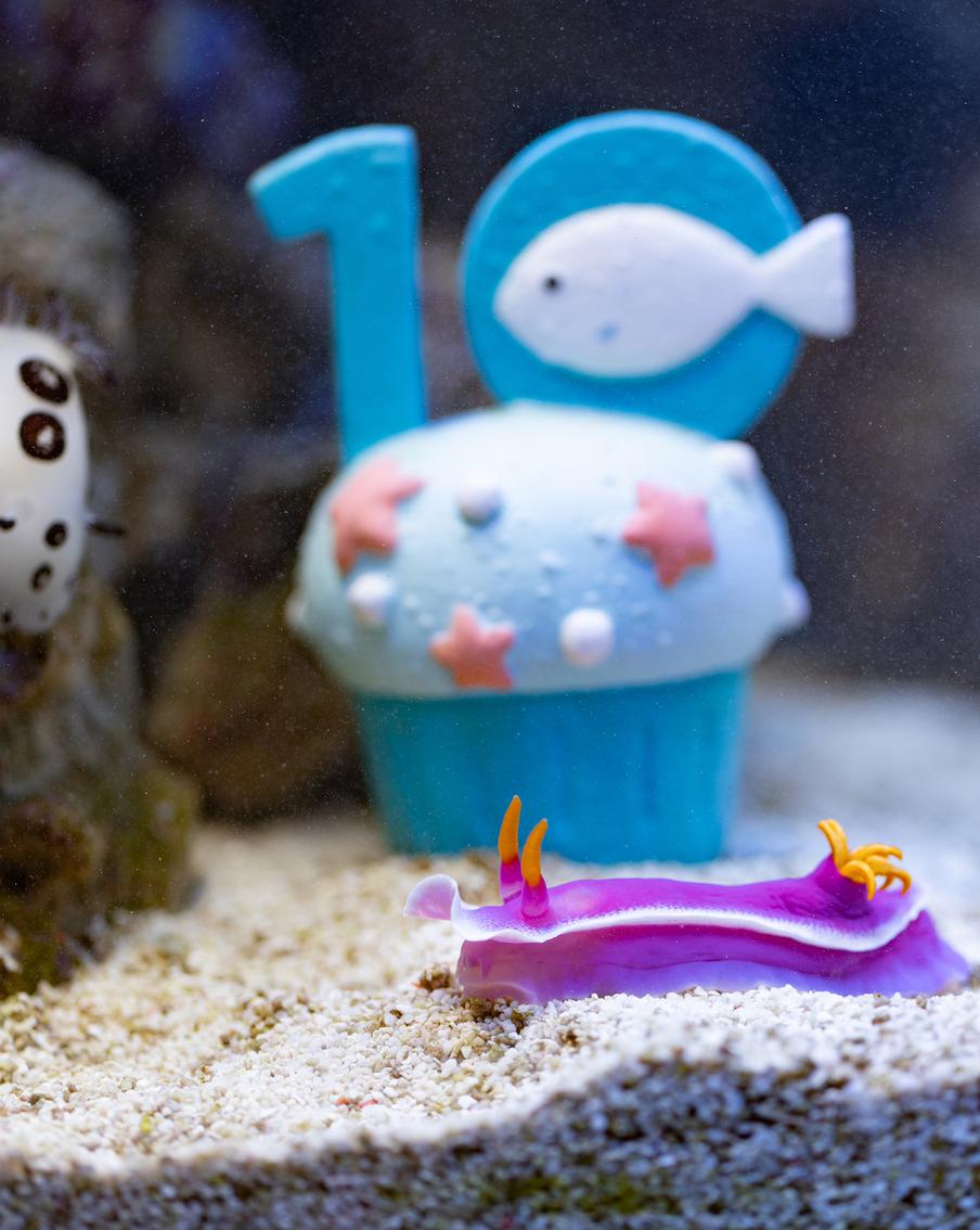 Яркие хищники-гермафродиты: голожаберные моллюски отметили новоселье и юбилей "Москвариума"