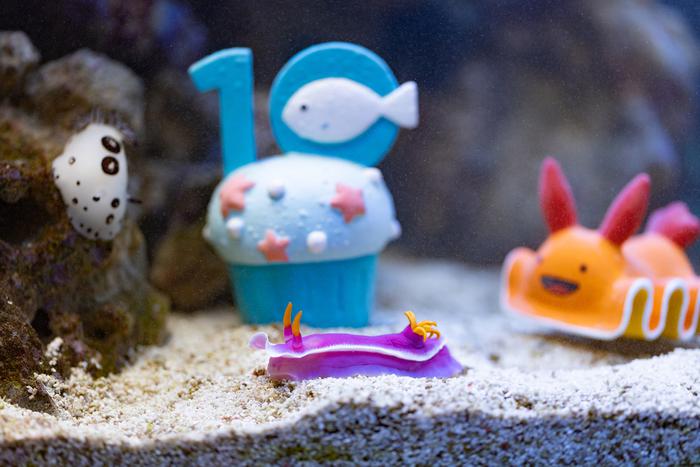 Яркие хищники-гермафродиты: голожаберные моллюски отметили новоселье и юбилей "Москвариума"