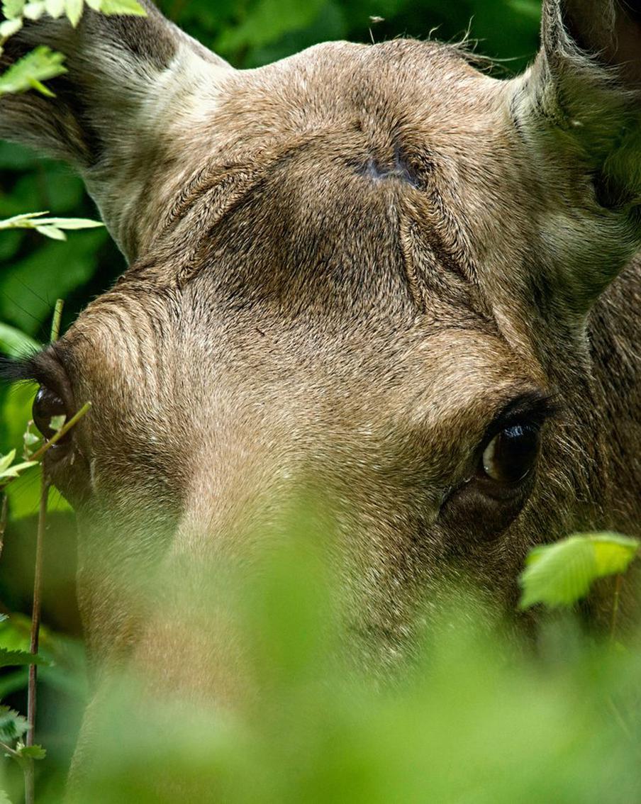Москвичам напомнили, как вести себя при встрече с лосем в городской черте