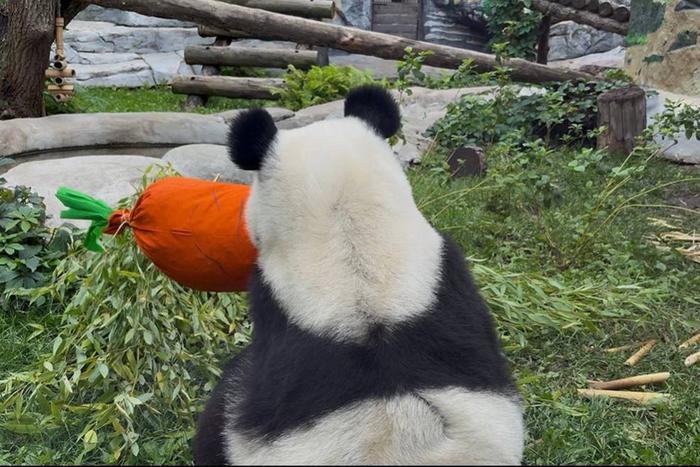 День рождения панды Катюши: что приготовили в подарок для именинницы