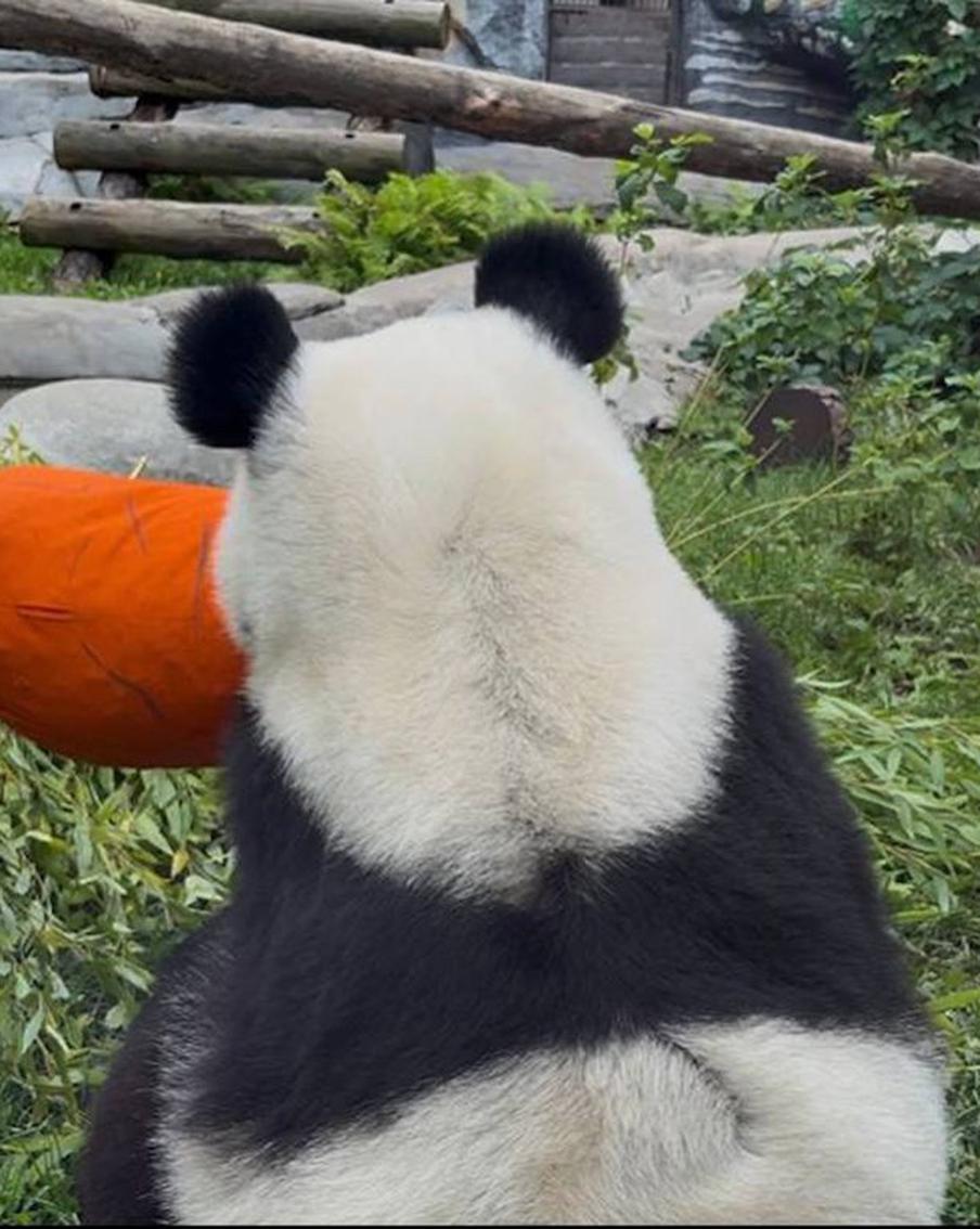 День рождения панды Катюши: что приготовили в подарок для именинницы