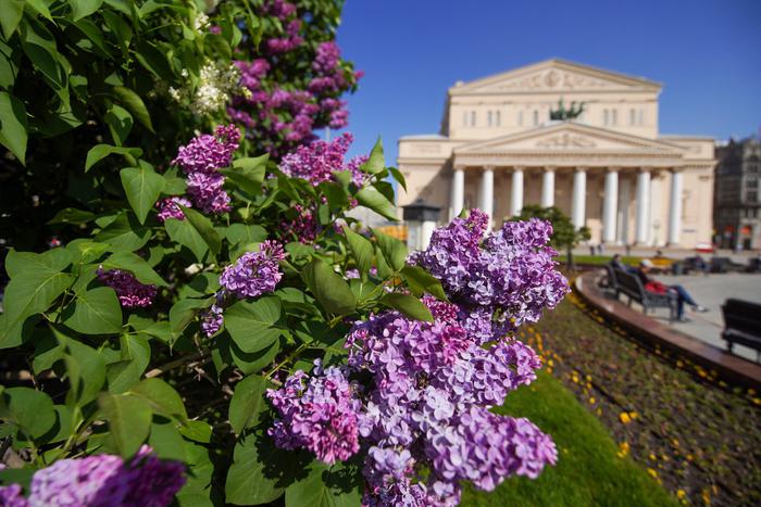 Максим Ликсутов: количество нарушений правил парковки у Большого театра стало меньше