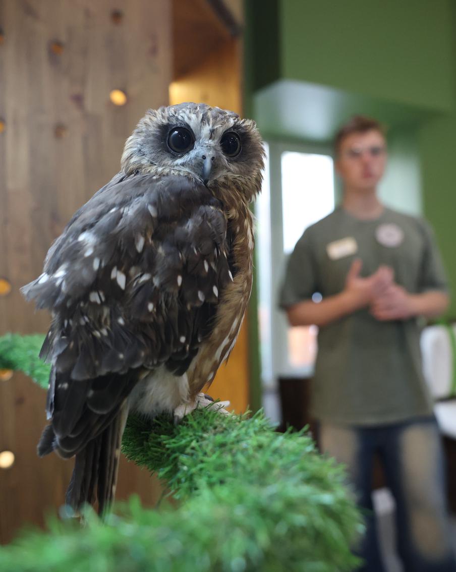 Сова, где моё письмо из Хогвартса? Уникальные пернатые поселились на Арбате