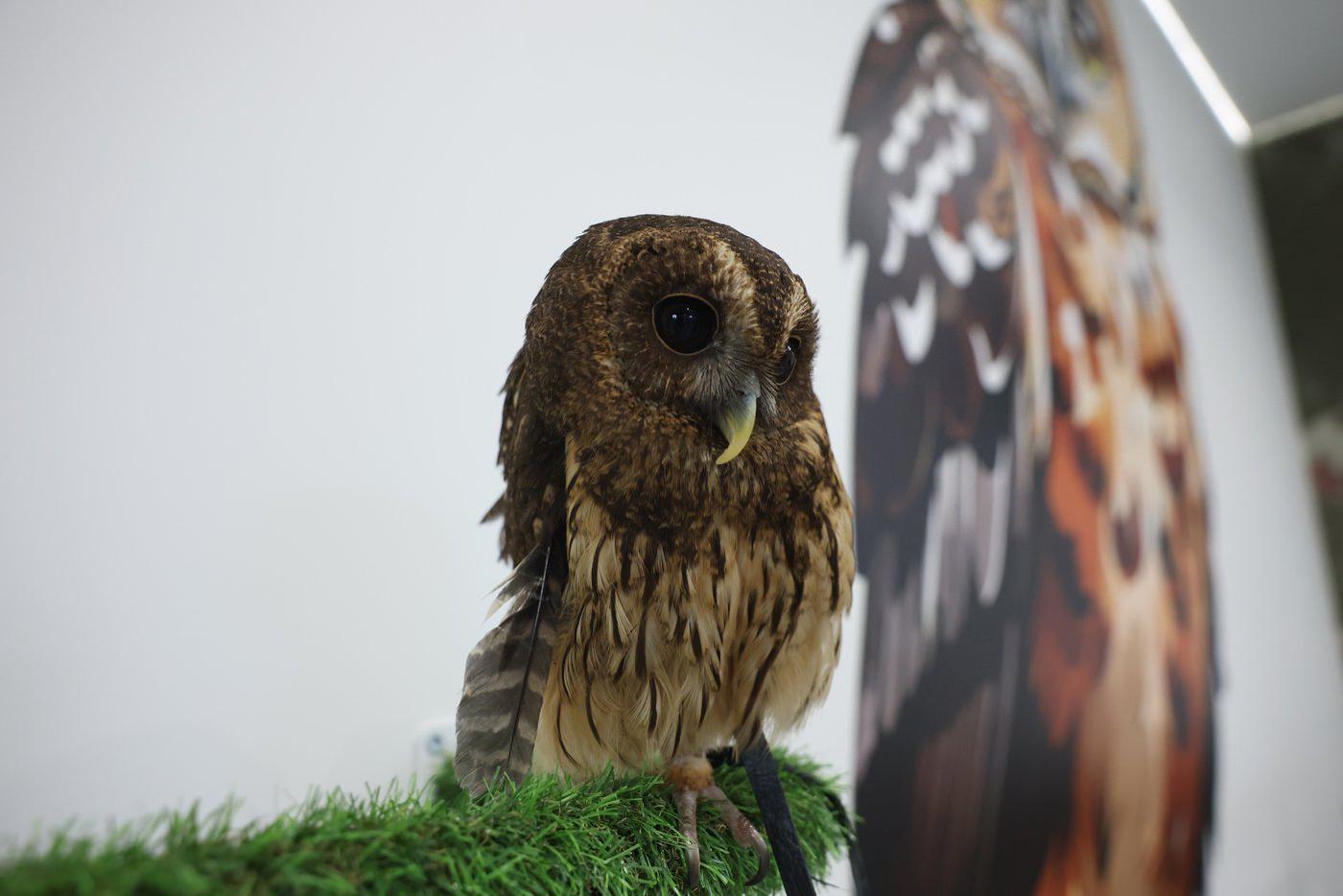 Хельга – пятнистая циккаба.