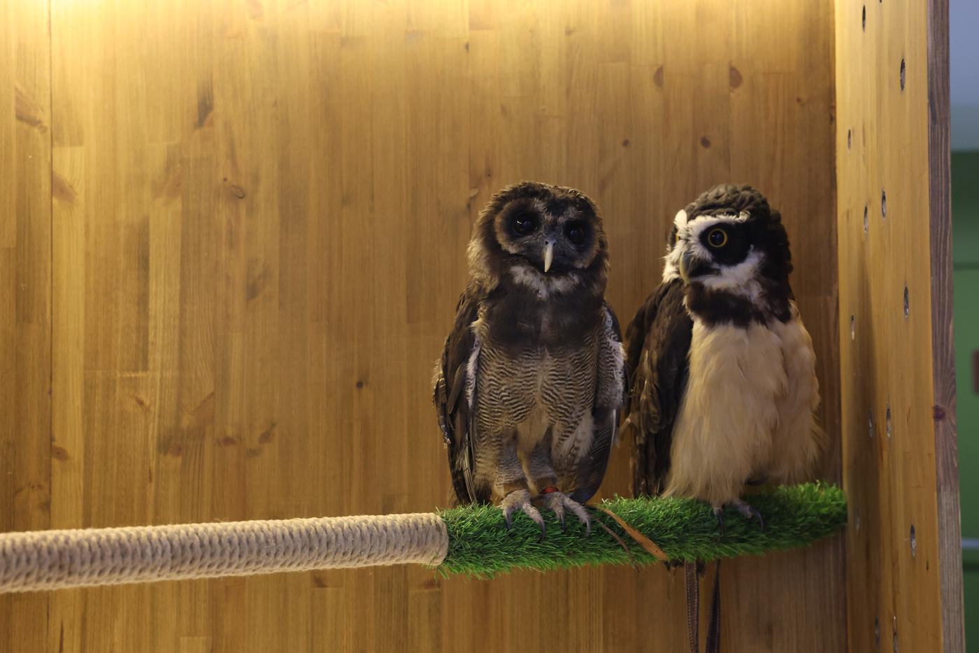 Вам тоже кажется, что Жорж (справа) и Аврора (слева) о чём-то перешёптываются?