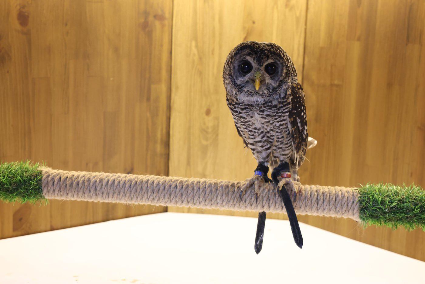 Как выглядит сова в домике.