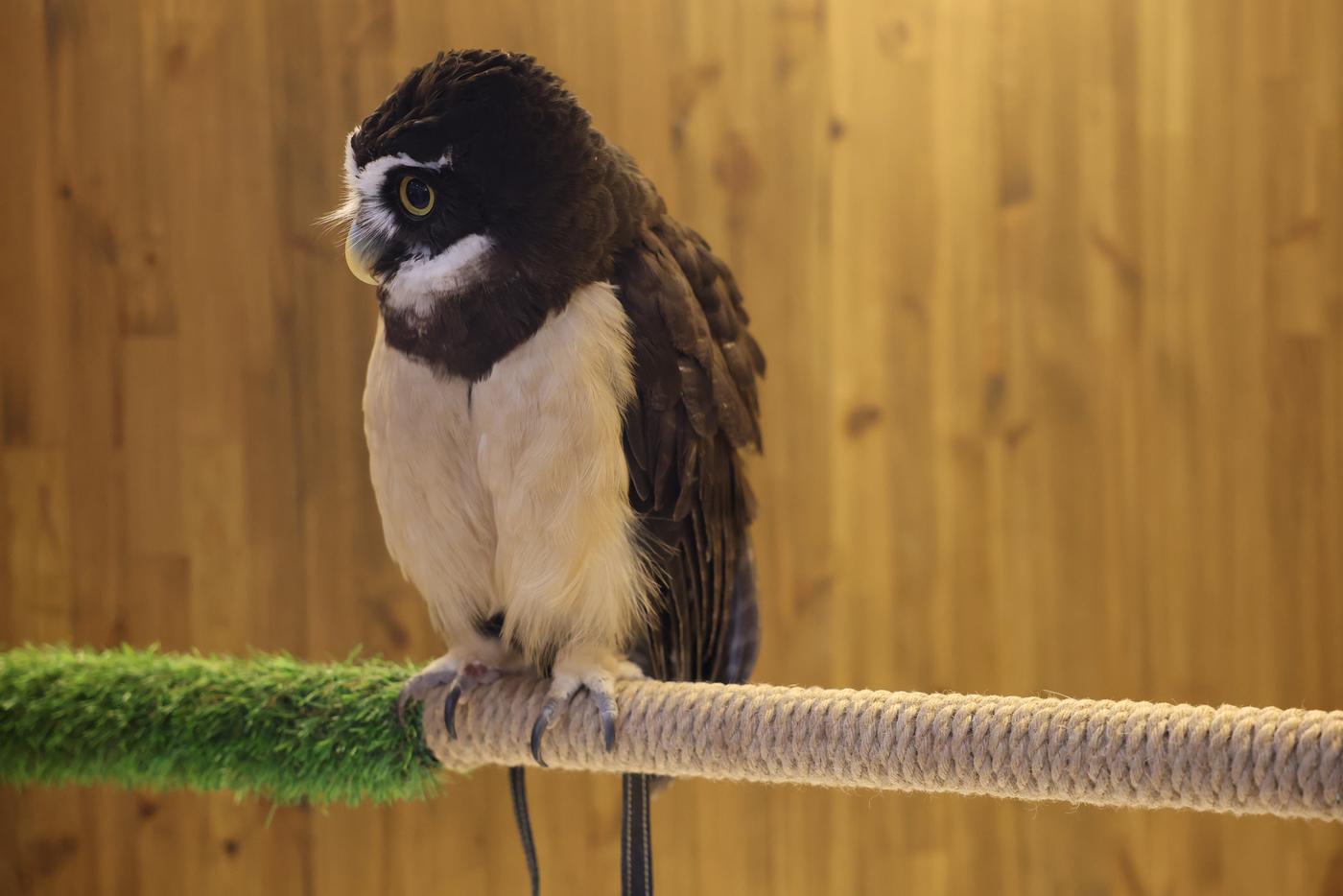 Принц по натуре своей парикмахер, так что берегите причёску.