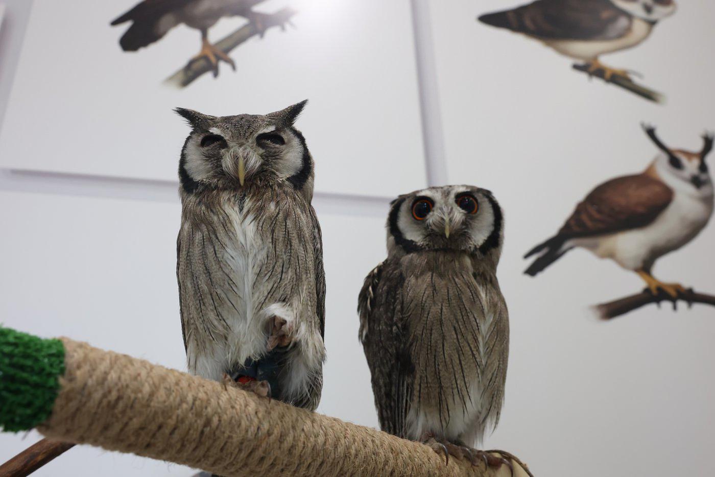 Меркурий (слева) и Тея (справа).