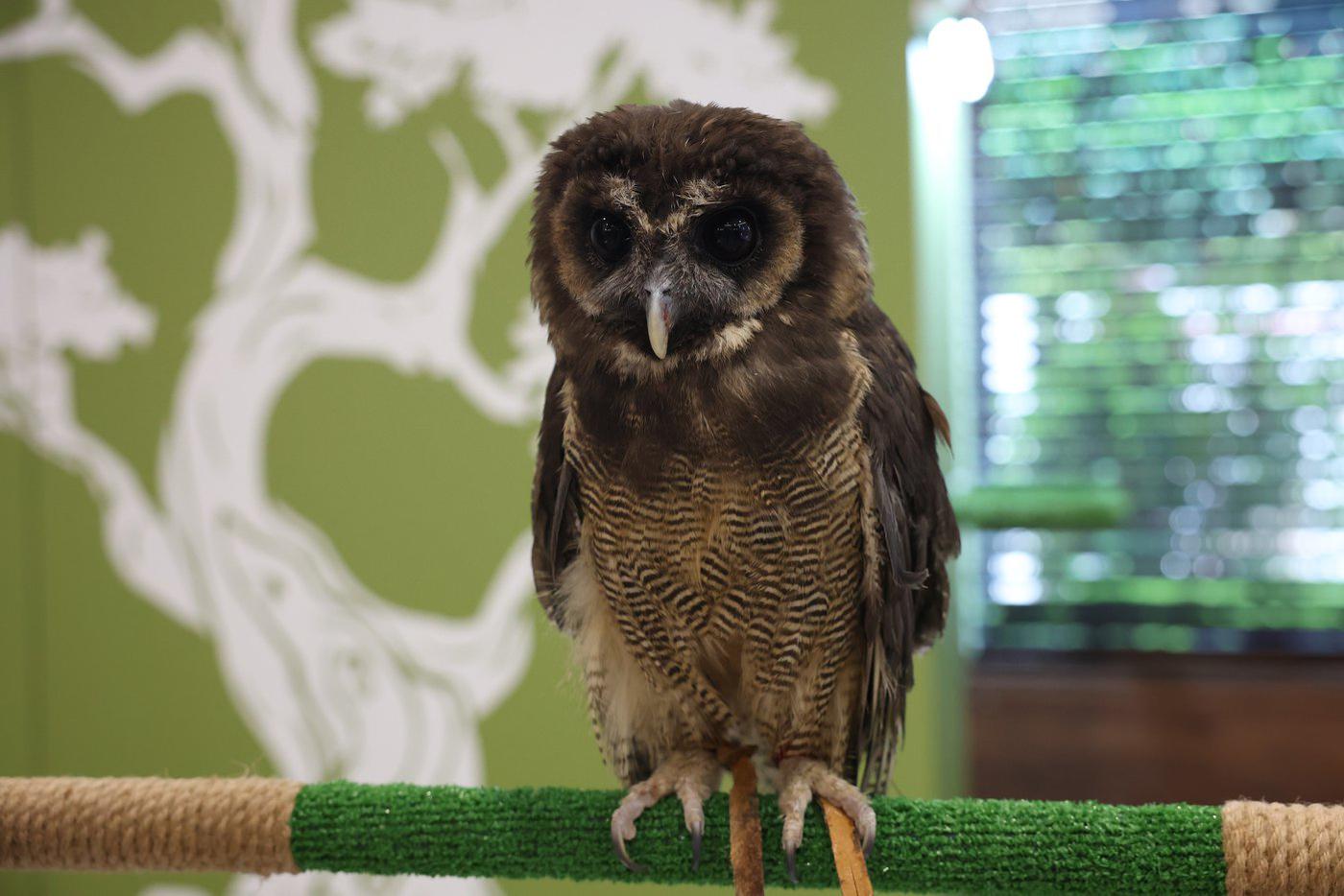 Жорж – малайская неясыть.