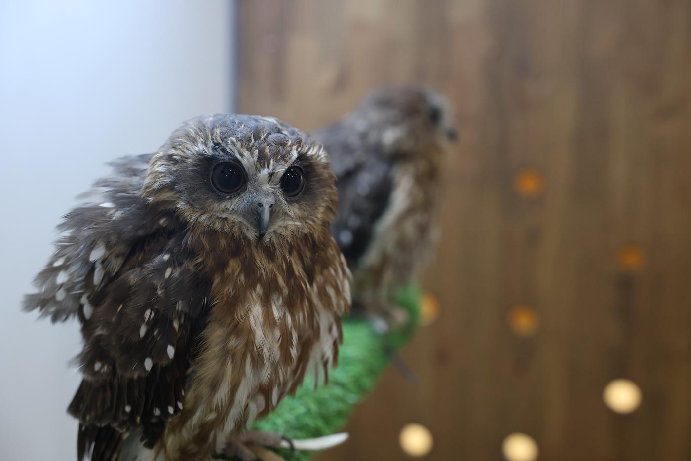 Фрося и Орион.