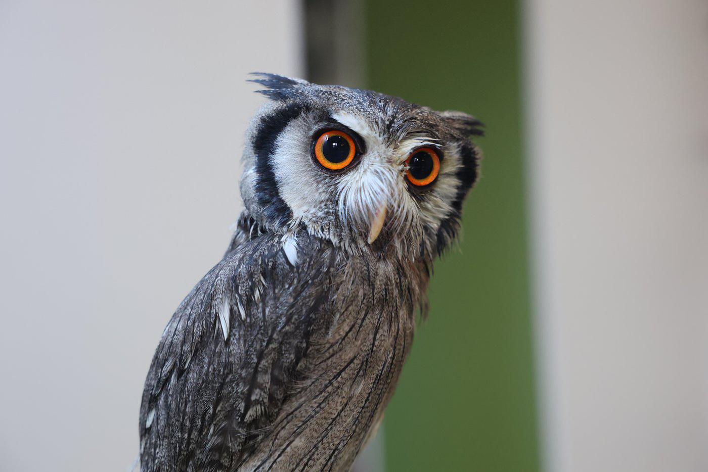 Венера – белолицая совка.