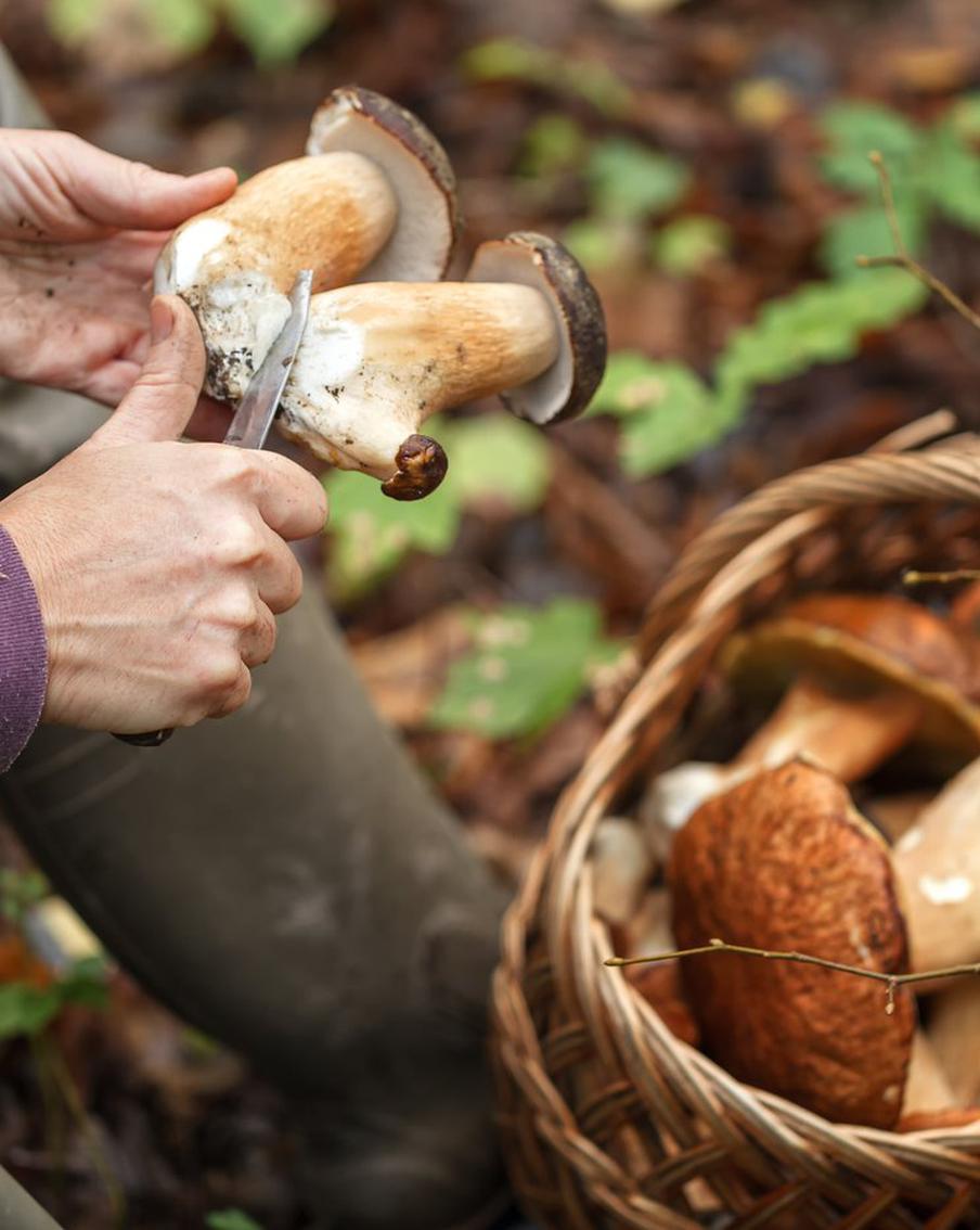 Юрист объяснил, когда сбор грибов грозит тюрьмой и штрафом