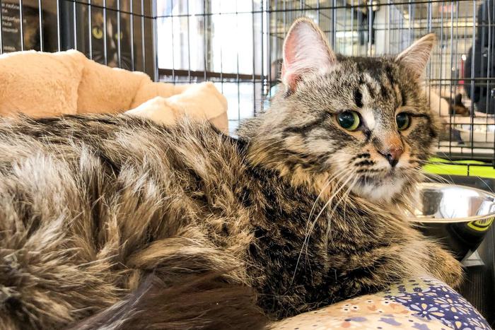 Кошка выцарапала глаз пенсионерке – подмосковные врачи его спасли