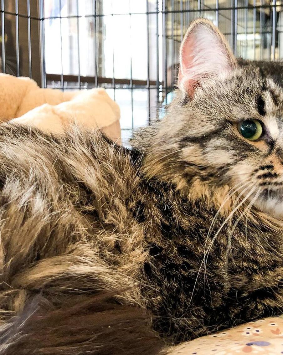 Кошка выцарапала глаз пенсионерке – подмосковные врачи его спасли