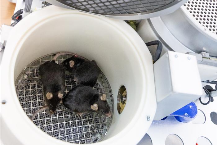 Как мыши в космосе помогают человеку: ИМБП РАН проводит уникальное исследование